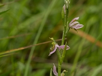 16 06 Ophrys abeille var. trollii 0002